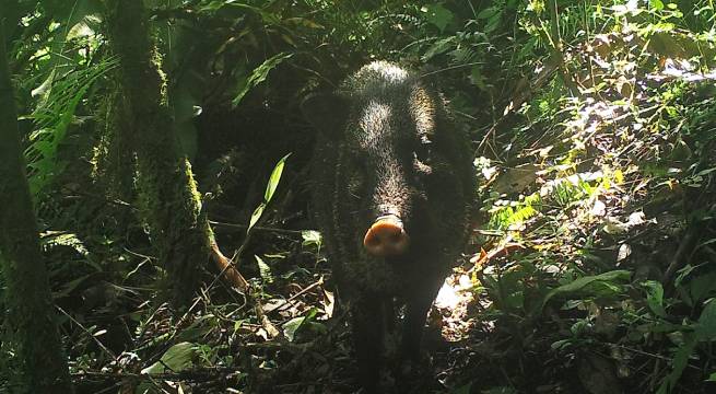 Cámaras captan por primera vez a sajino caminando en Machu Picchu