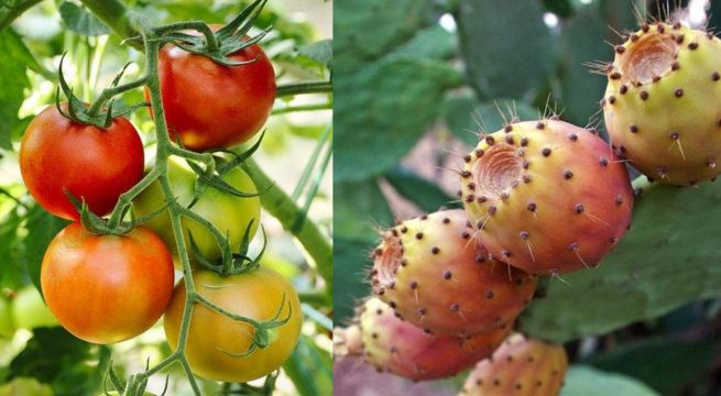 Las semillas del tomate y la tuna: ¿Aliadas o enemigas del intestino?
