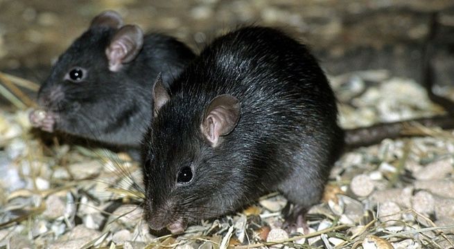 ¿Qué significa soñar que una rata te muerde?