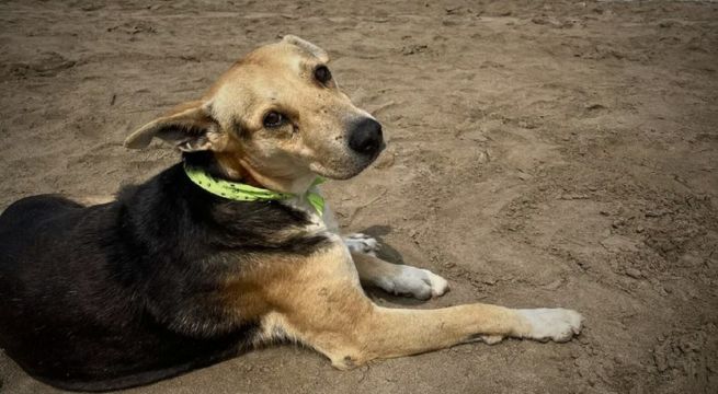 Quién es Vaguito y cuál es la emotiva historia del ‘Hachiko peruano’ que llegó al cine