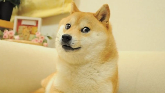 Murió Kabosu, la perrita que inspiró el meme viral 