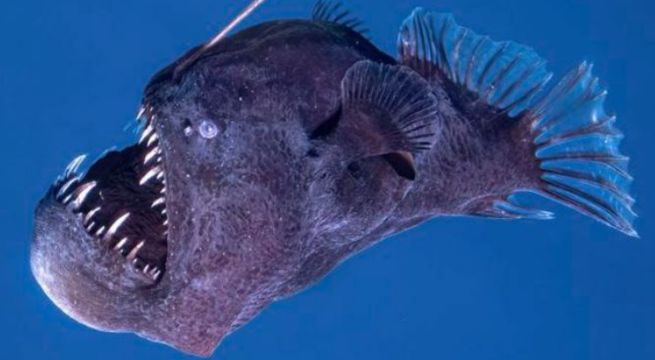 Gran sorpresa tras revelarse el verdadero tamaño del pez diablo negro que emergió de las profundidades
