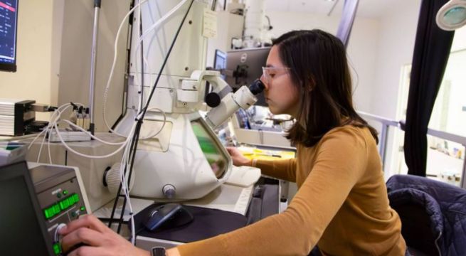 Científicos logran primer mapa tridimensional del cerebro de un mamífero: un avance que se creía imposible