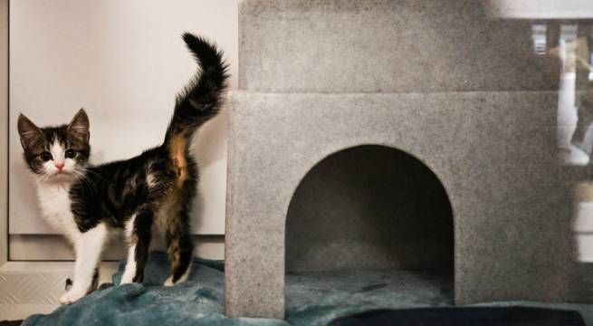 Reino Unido: crisis económica obliga a miles de ciudadanos a abandonar a sus mascotas
