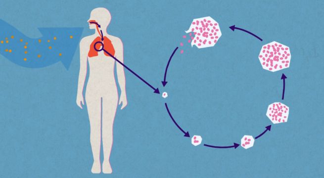 Esta es la superbacteria que amenaza al mundo entero: señalan que será difícil de superar